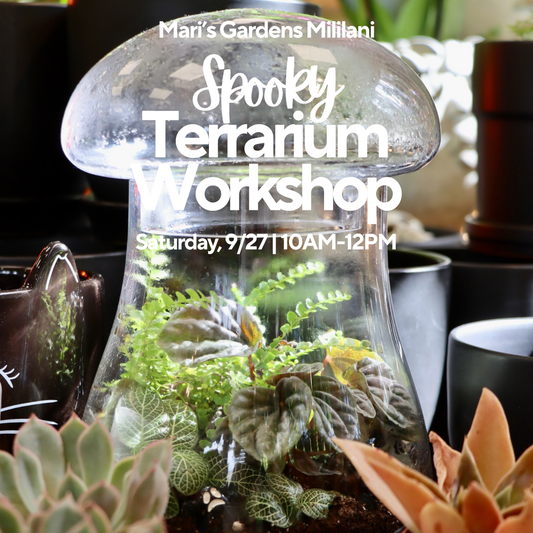 9/27 Spooky Terrarium Workshop (Mililani)