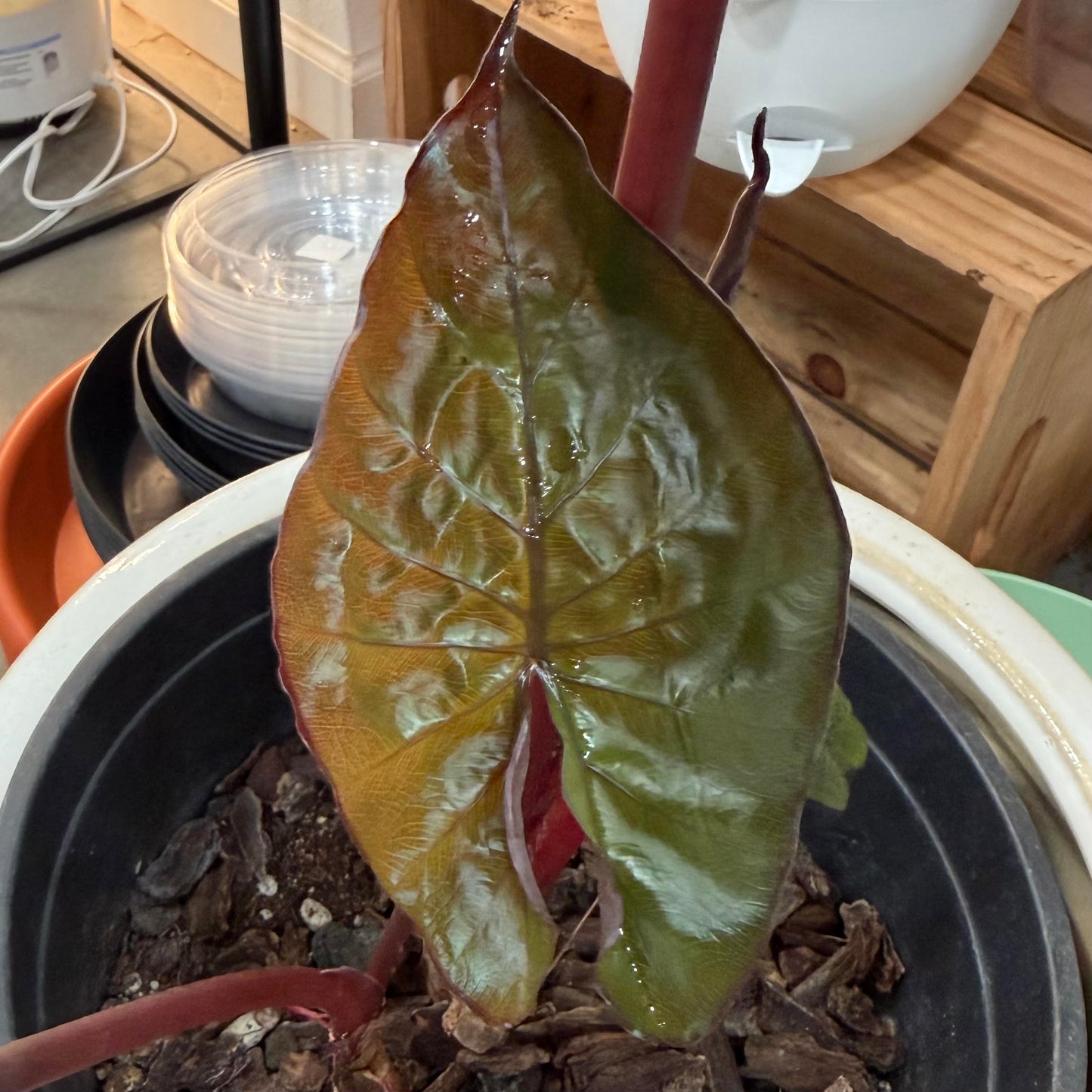 Alocasia 'Serendipity'