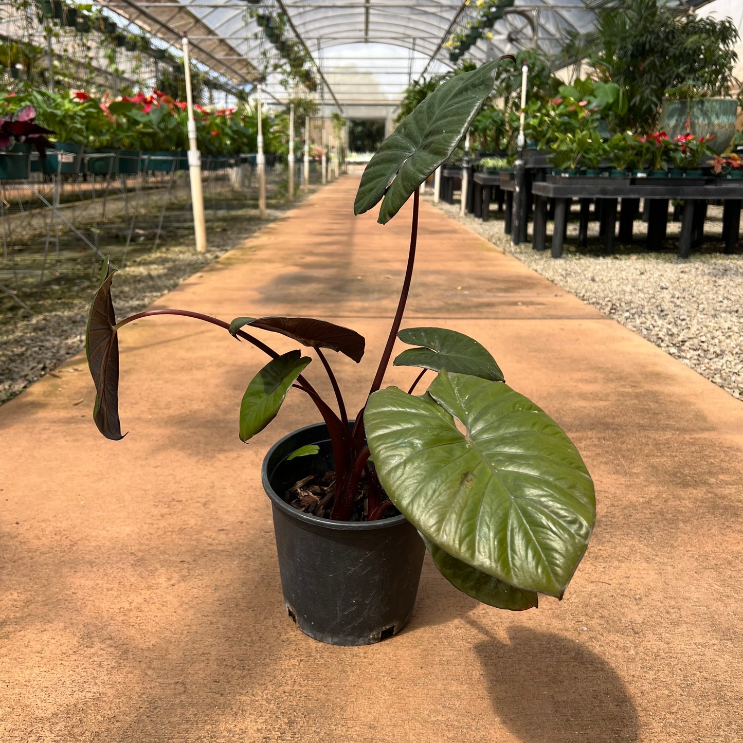 Alocasia 'Serendipity'