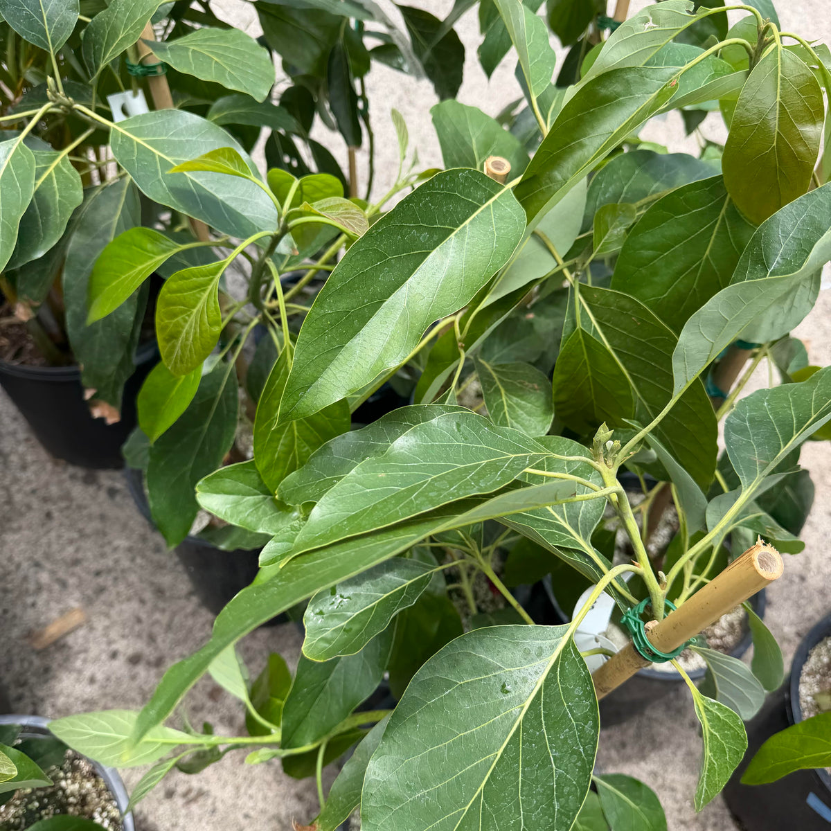 Sharwil Avocado