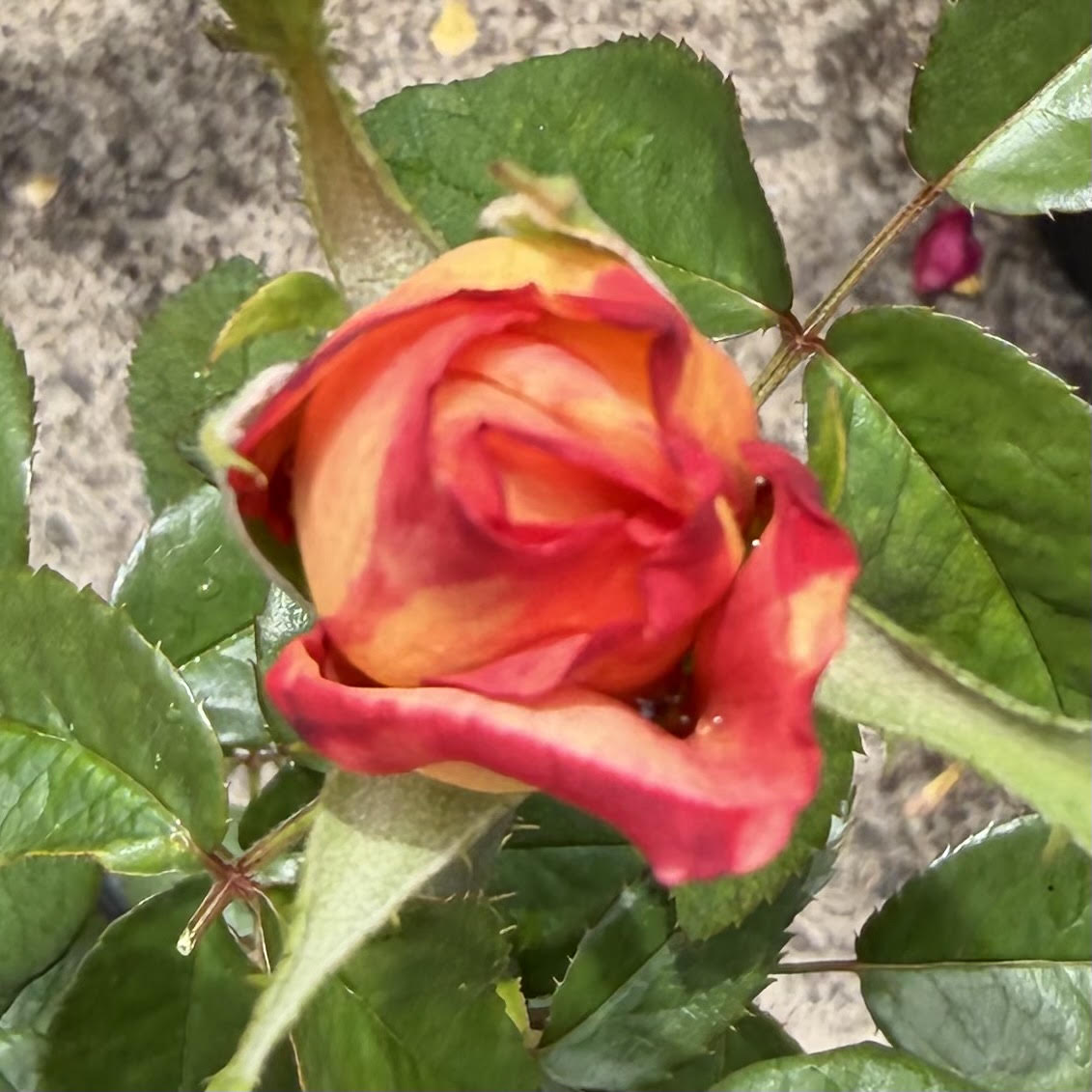 Floribunda Bush Rose 'Sheila's Perfume'