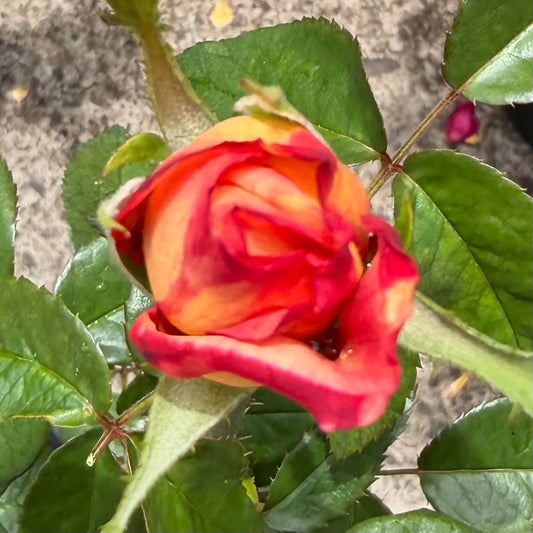 Floribunda Bush Rose 'Sheila's Perfume'