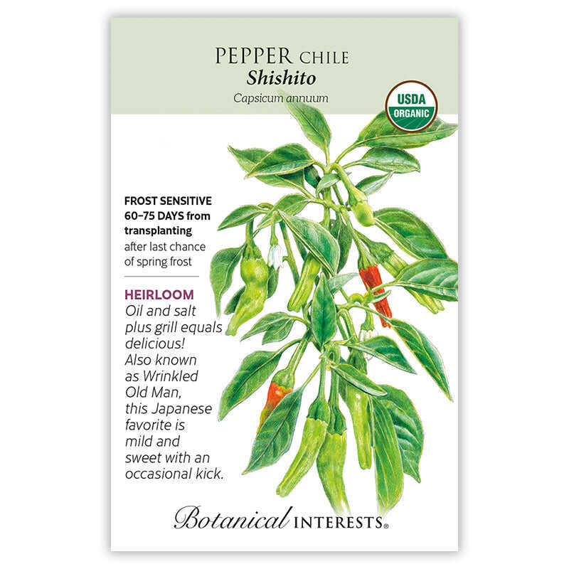 Pepper Chile seeds 'Shishito'