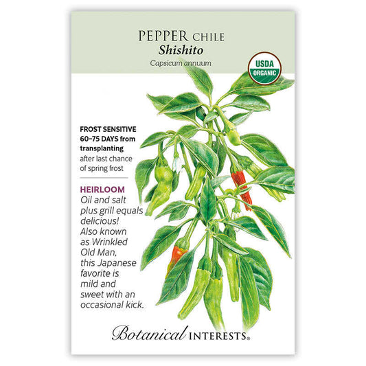 Pepper Chile seeds 'Shishito'