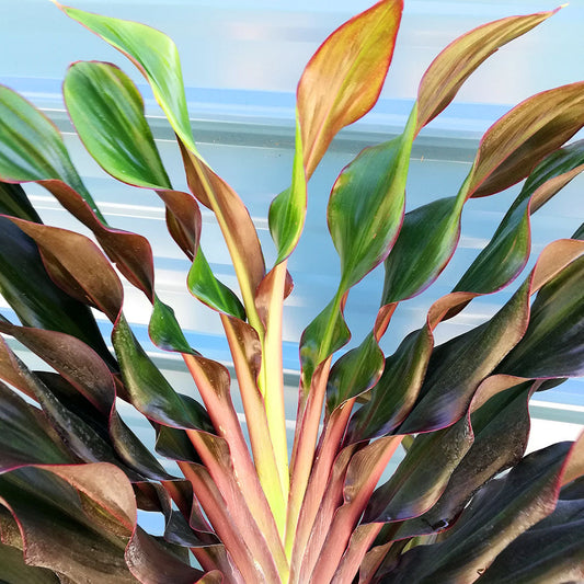 Cordyline, "Showgirl"