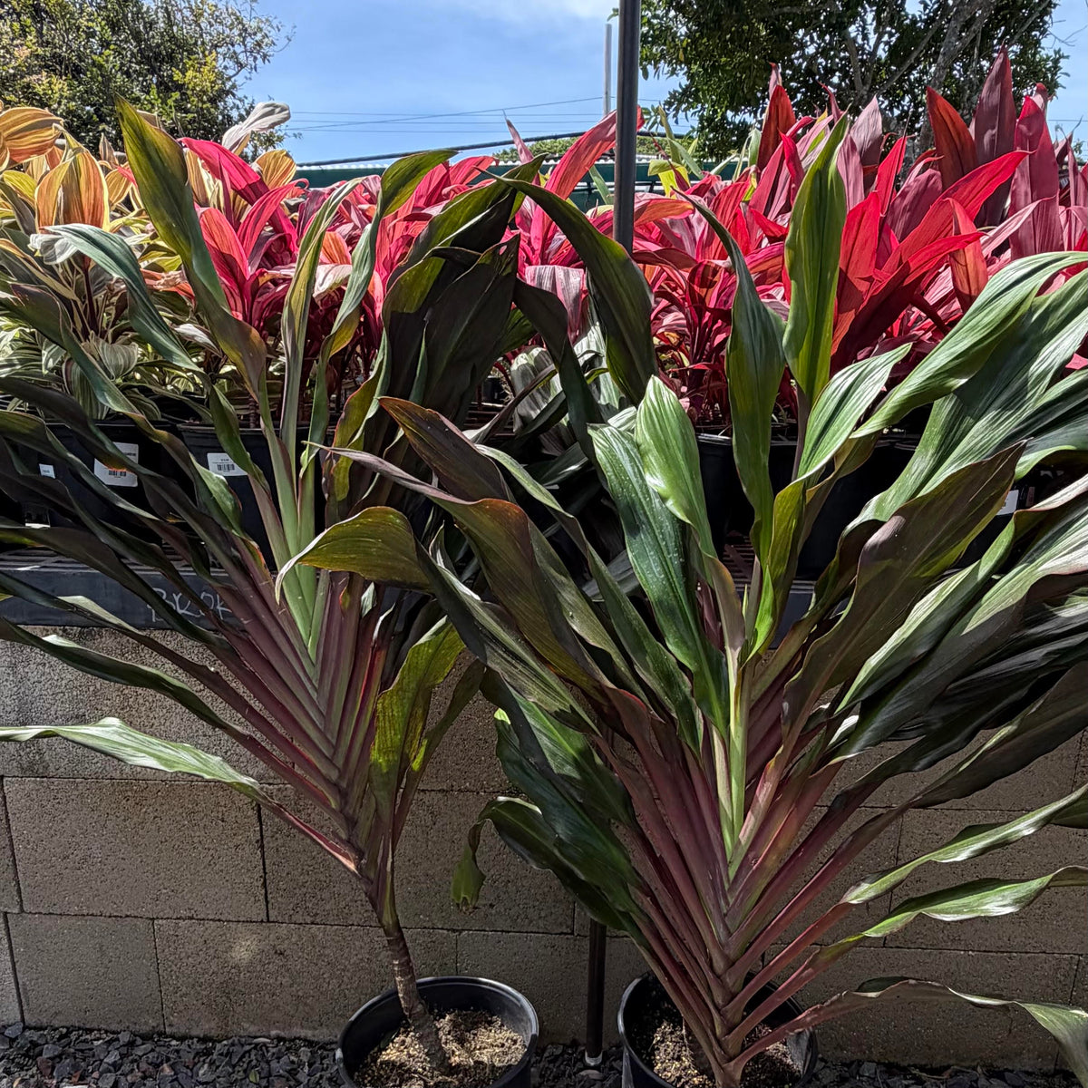 Cordyline fruticosa 'Showgirl' (Ti Leaf)