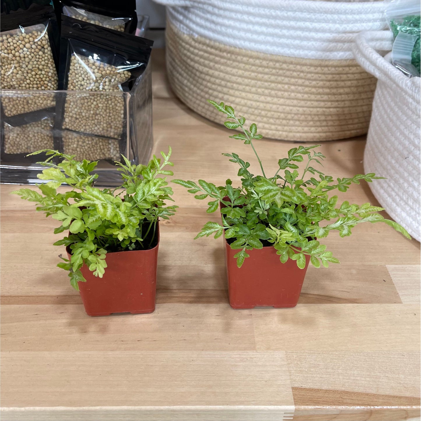 Pteris ensiformis, "Silver Lace Fern"