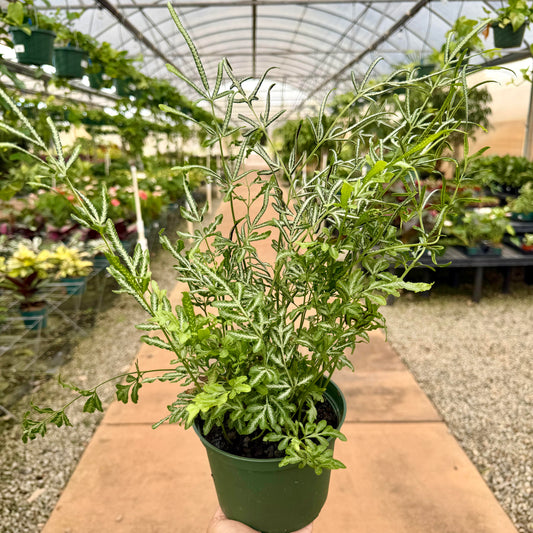 Pteris ensiformis 'Silver Lace Fern'