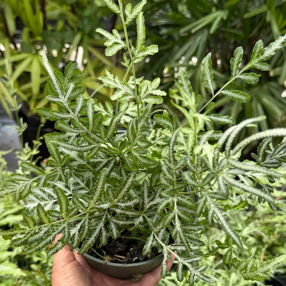 Pteris ensiformis 'Silver Lace Fern'