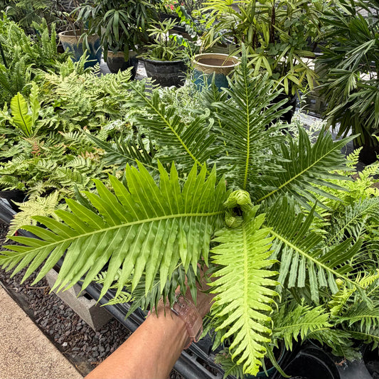 Blechnum gibbum 'Silver Lady Fern'