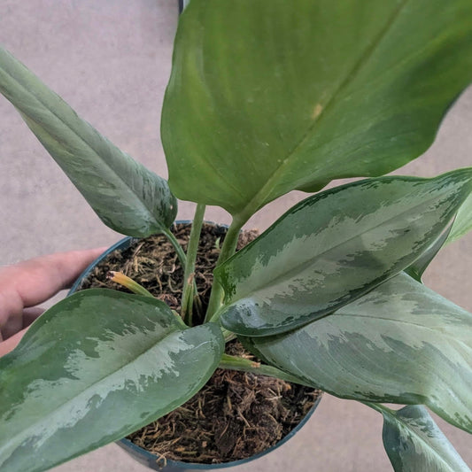 Aglaonema 'Silverado'