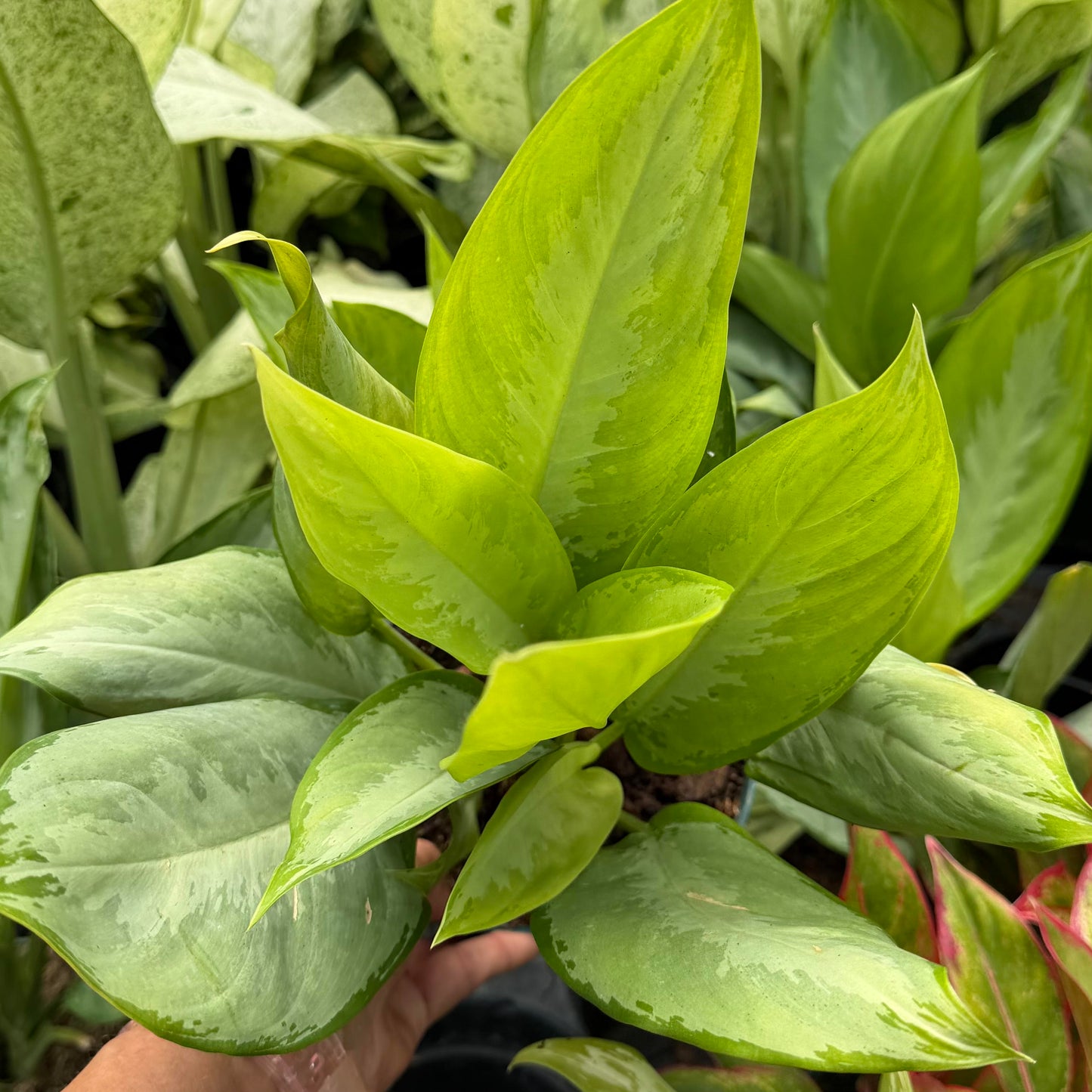 Aglaonema 'Silverado'