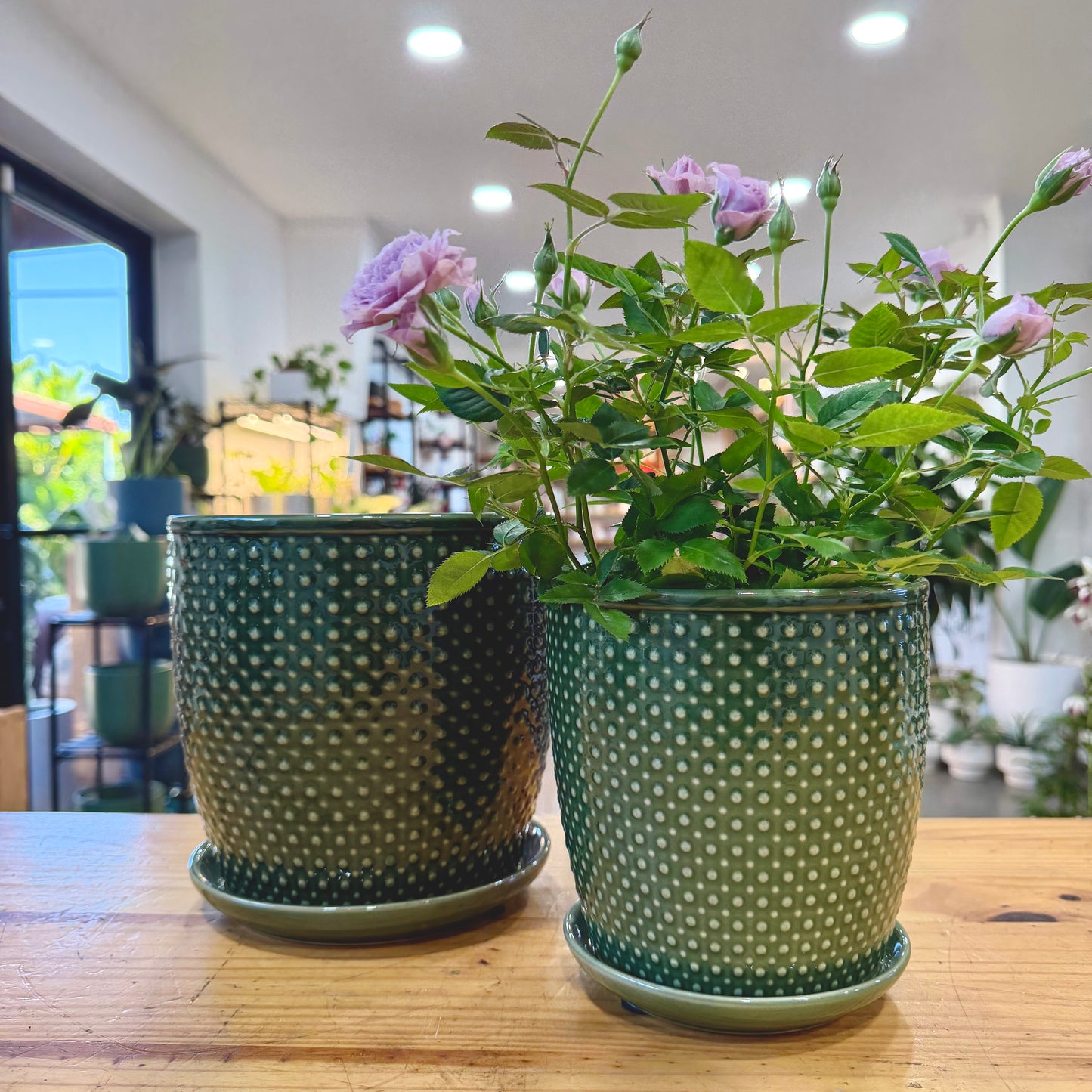 Sinatra Ceramic Planter
