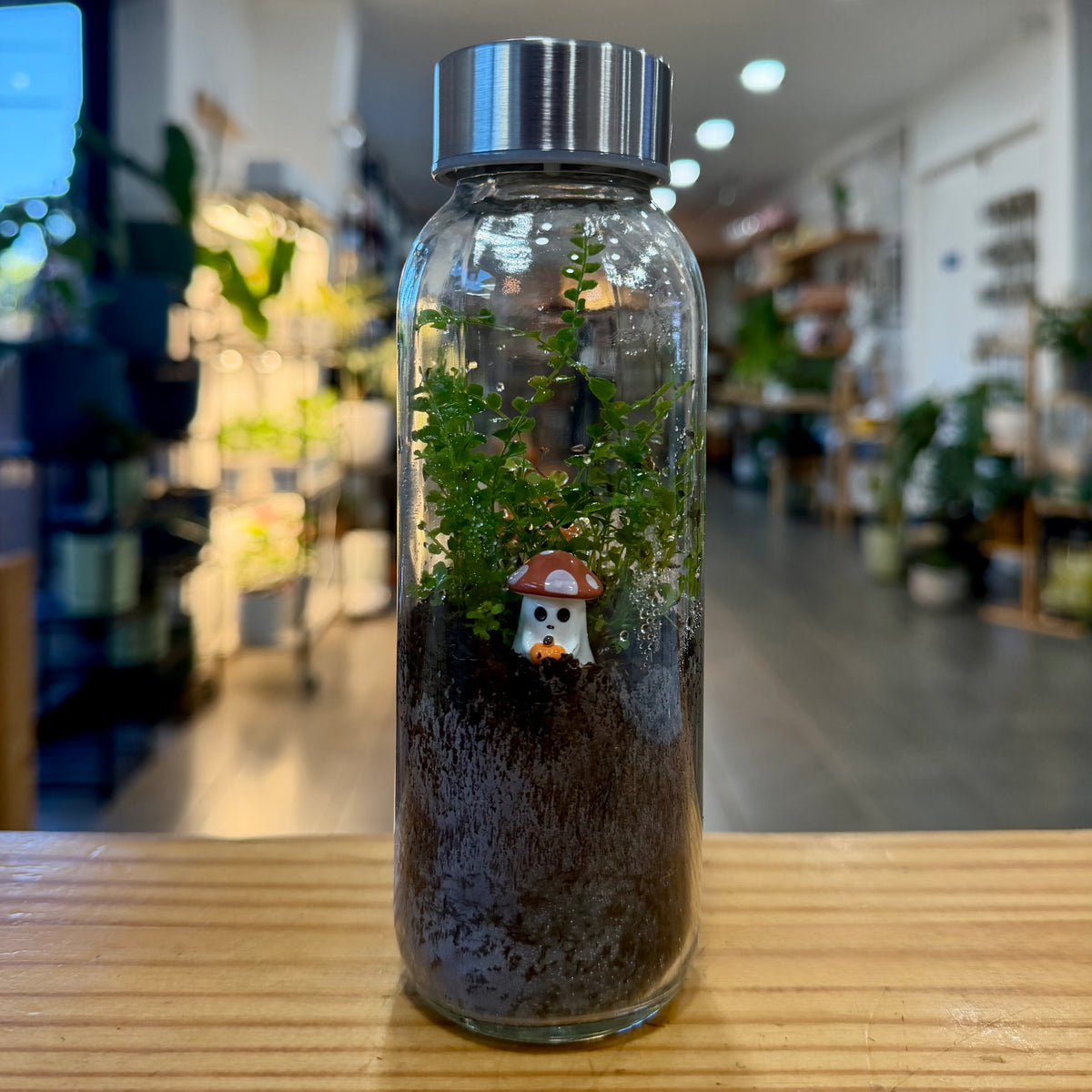Terrariums — Arrangements