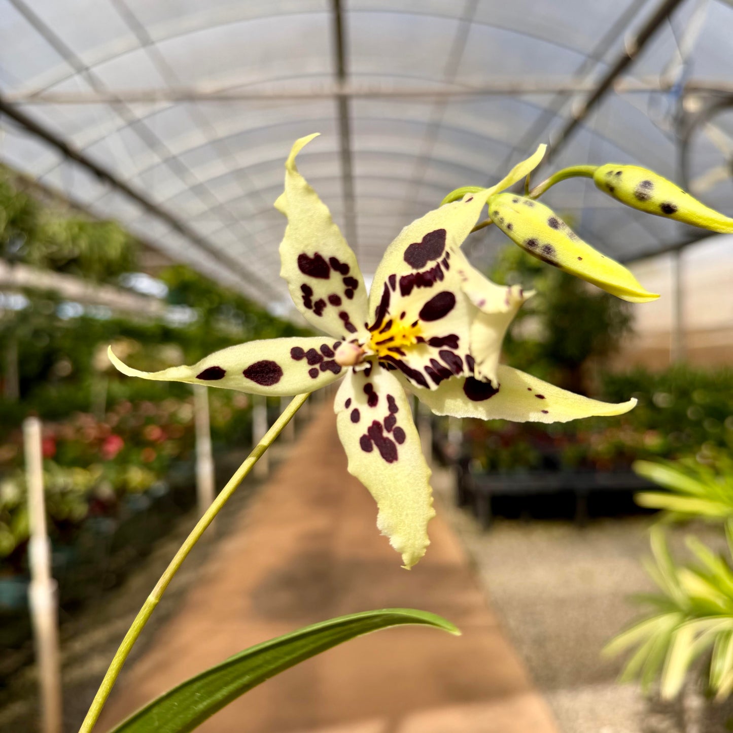 Oncidium Orchids