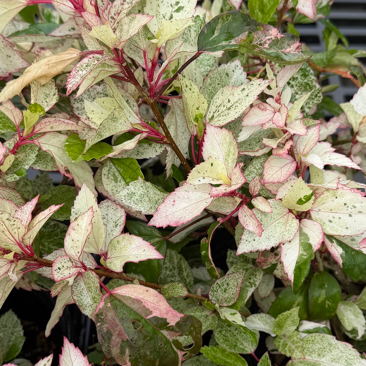 Hibiscus 'Snow Queen'