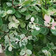 Breynia oblongifolia 'Snowbush'