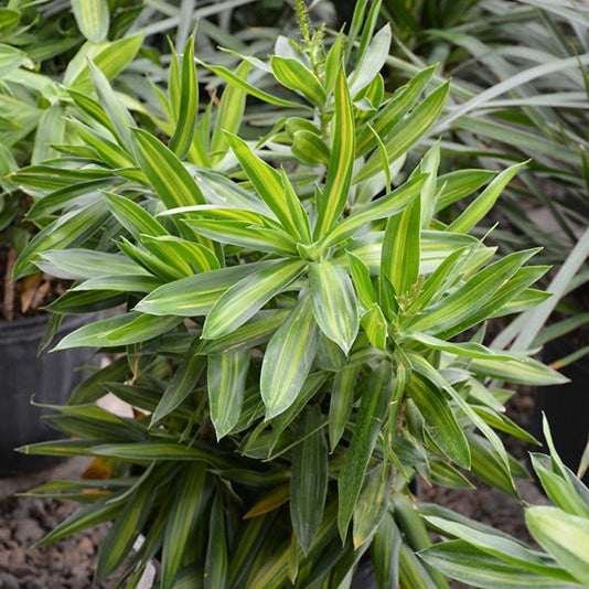 Dracaena reflexa, "Song of Jamaica"