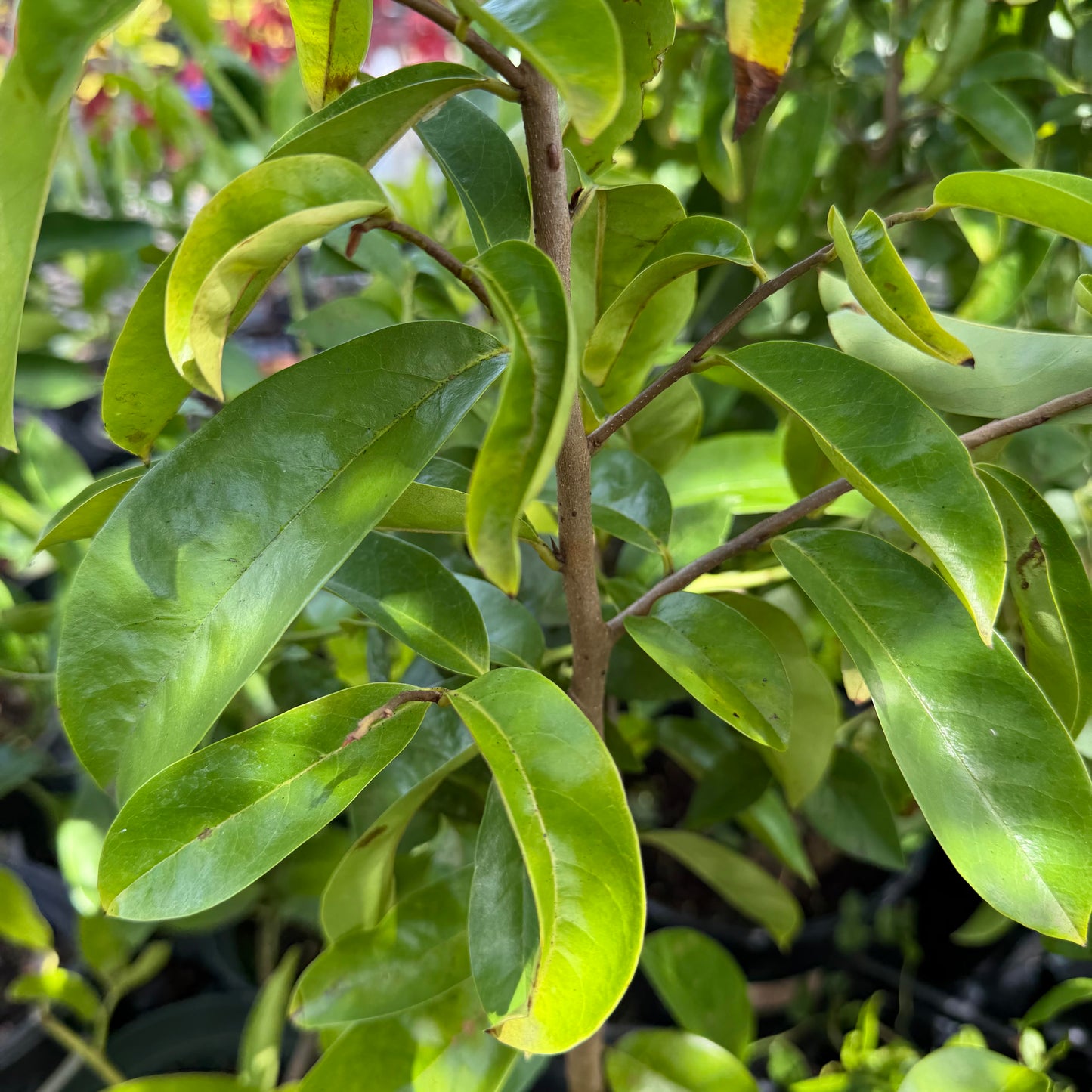 Soursop Seedling