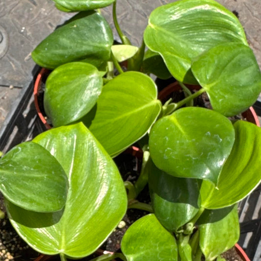 Philodendron 'Sparkling Heart'