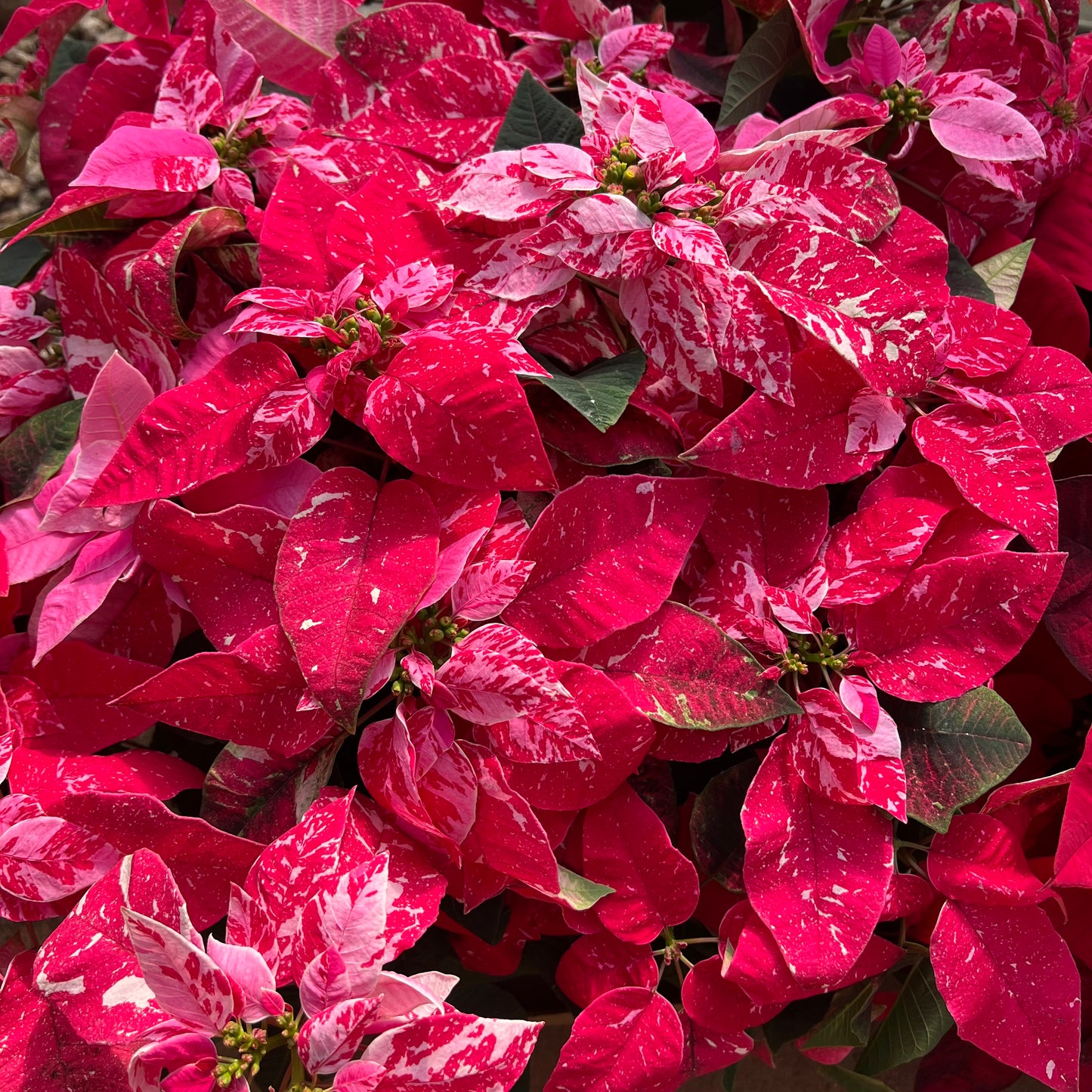 Poinsettia, "Princettia"