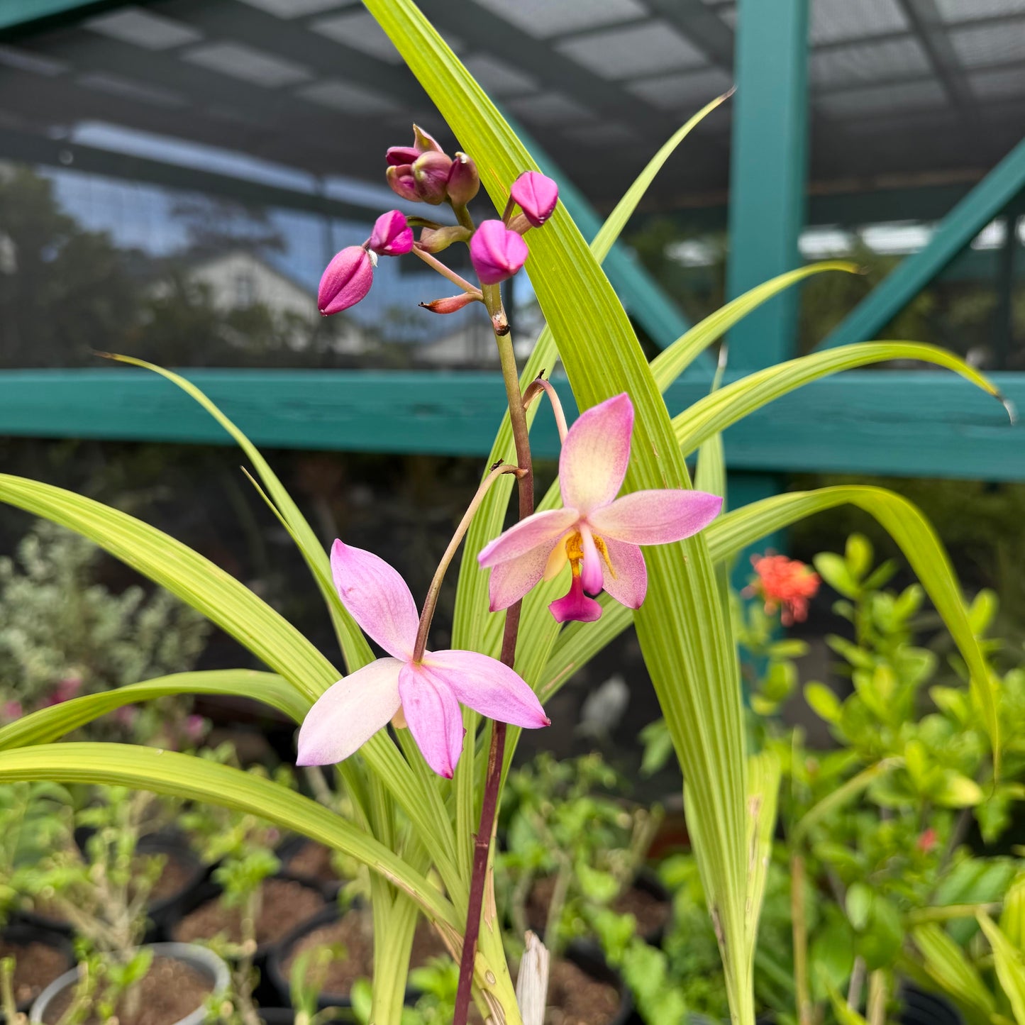 Spathoglottis 'Harmony'