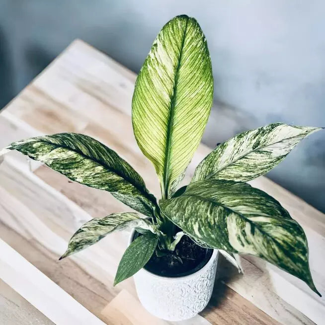 Spathiphyllum Sensation, Variegated