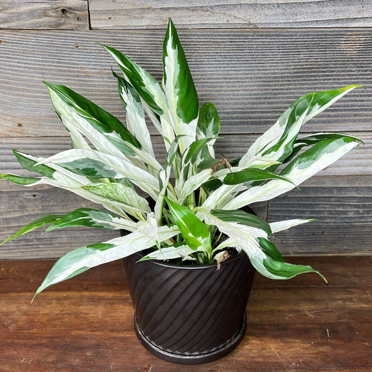 Spathiphyllum, "Jessica x City of Angels"