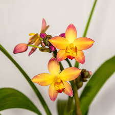 Spathoglottis, "Mello Yellow"