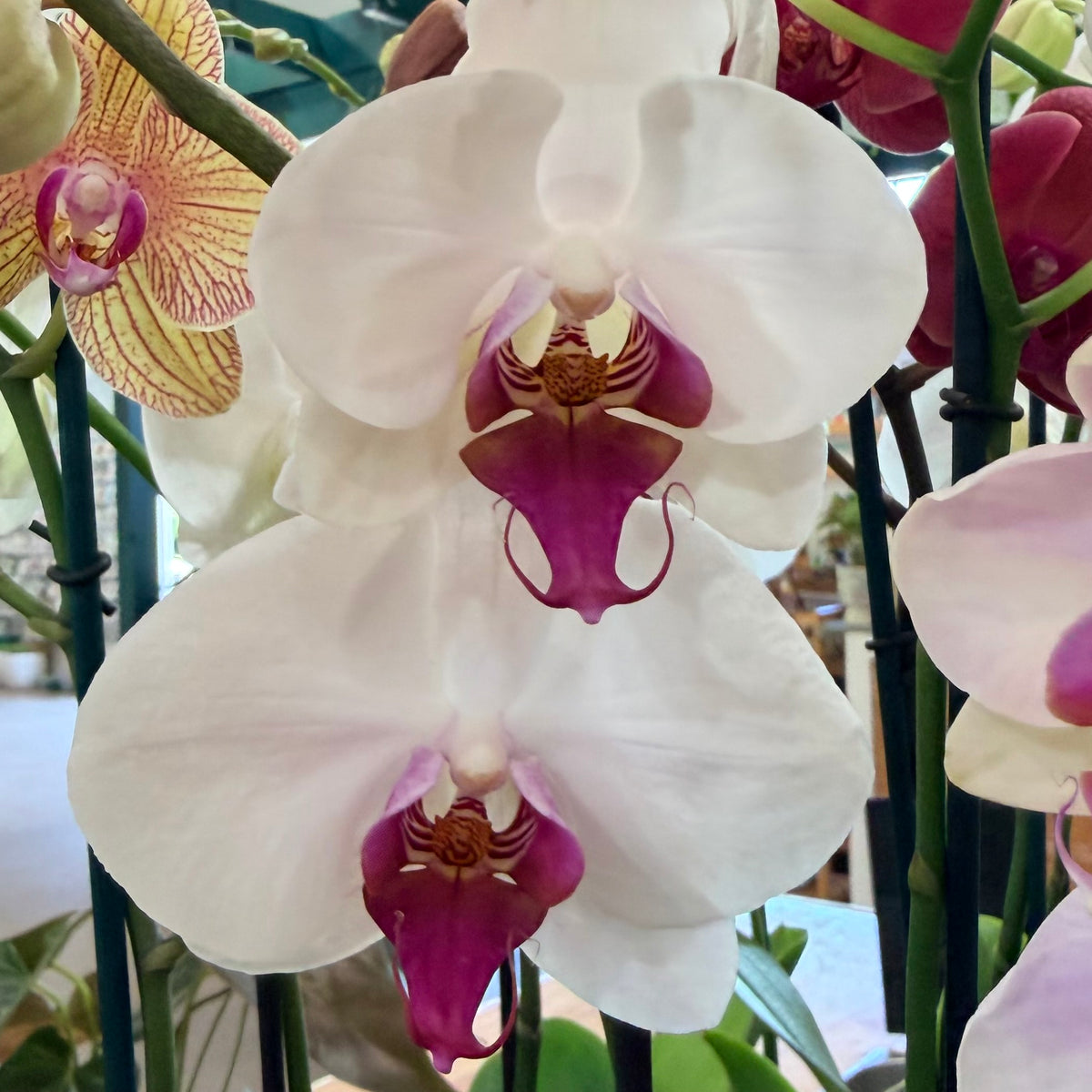 Phalaenopsis 'Moth Orchid'