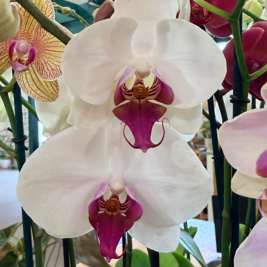 Phalaenopsis 'Moth Orchid'