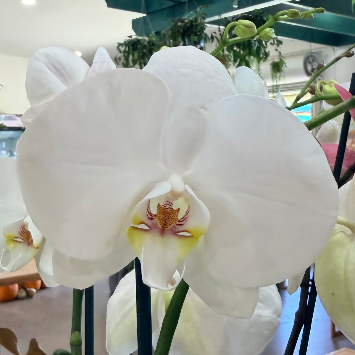 Phalaenopsis 'Moth Orchid'