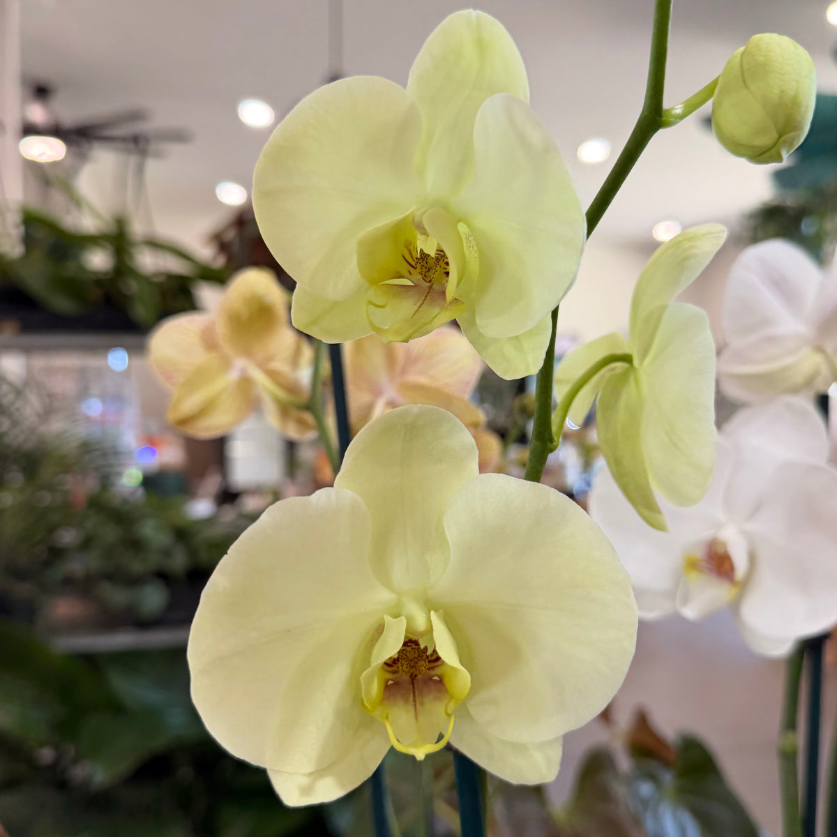 Phalaenopsis 'Moth Orchid'