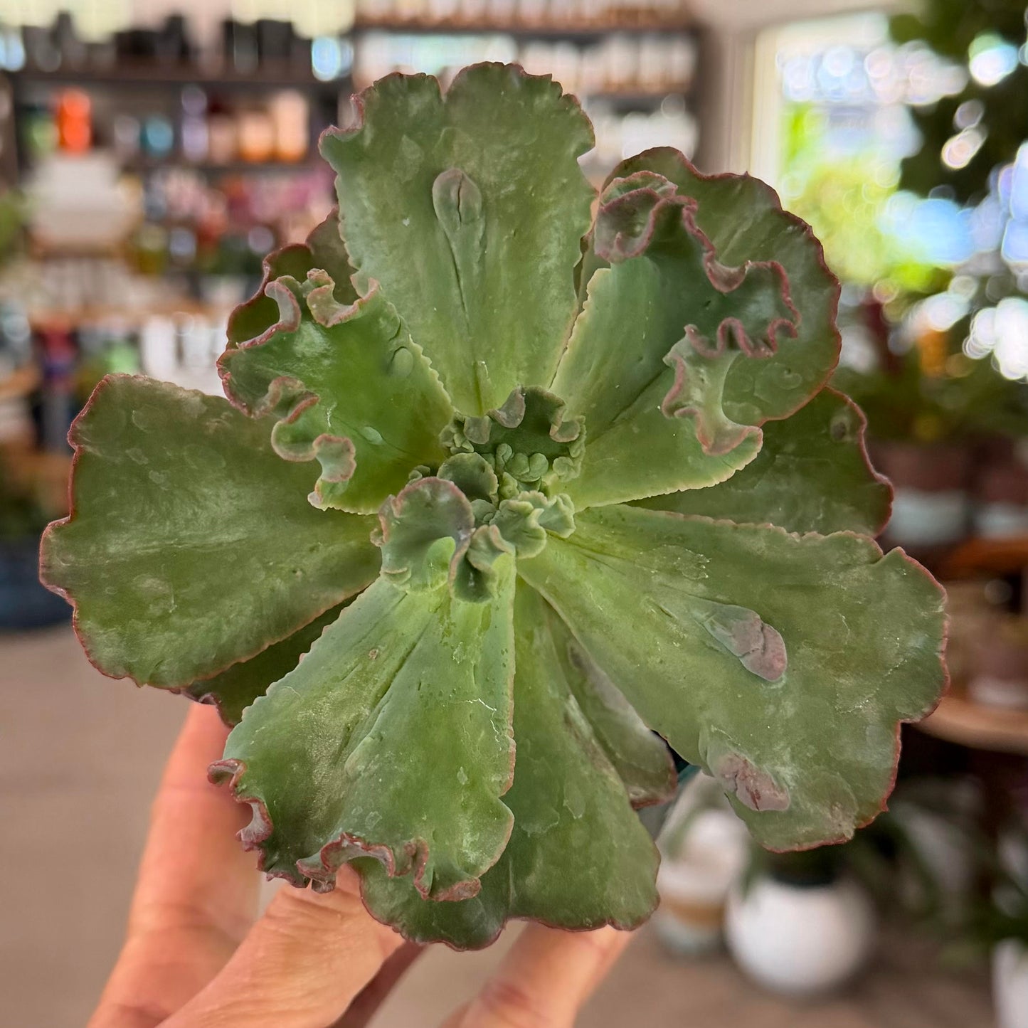 Echeveria 'Speed Bumps'