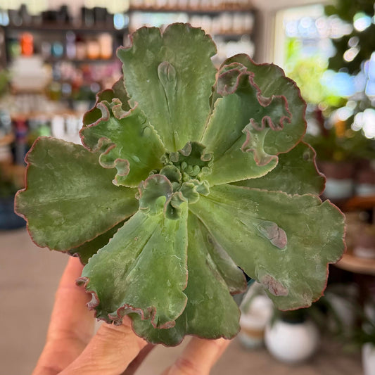 Echeveria 'Speed Bumps'