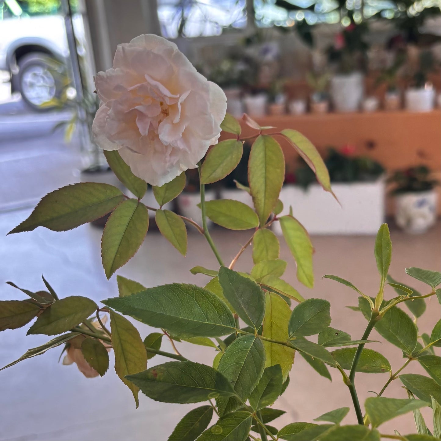 Roses