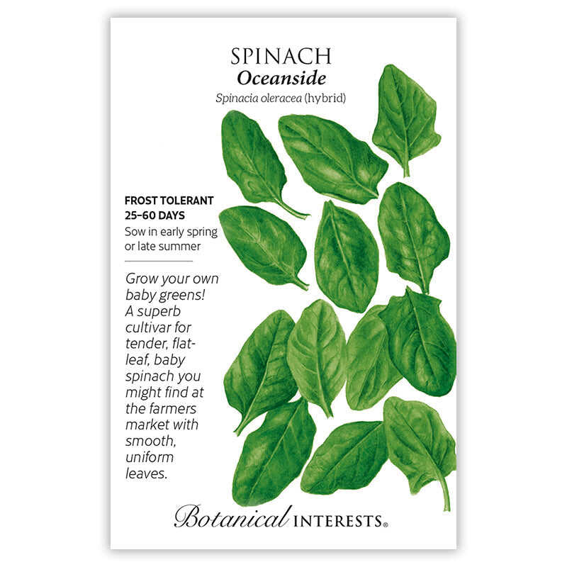 Spinach seeds 'Oceanside Hybrid'