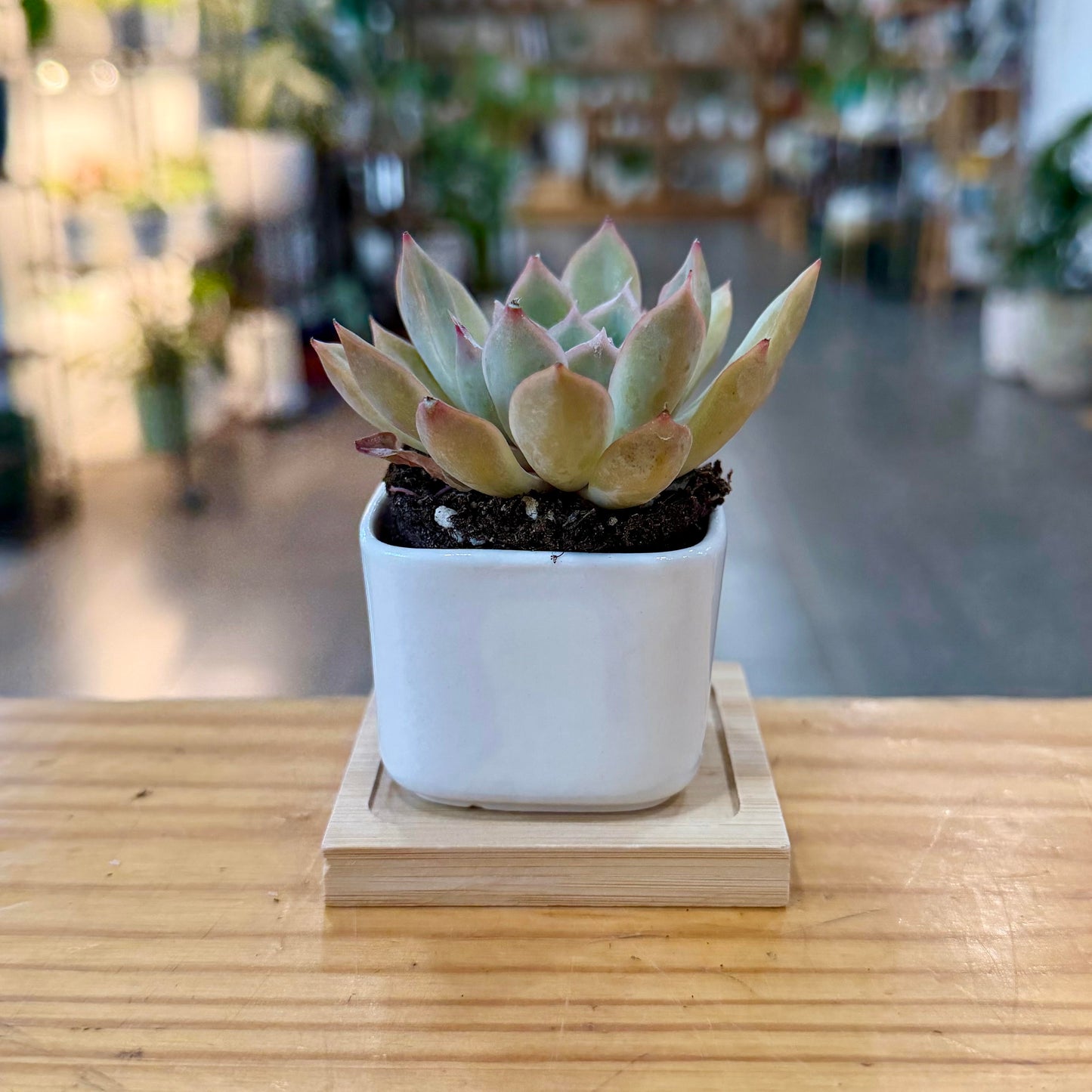White Planter Collection