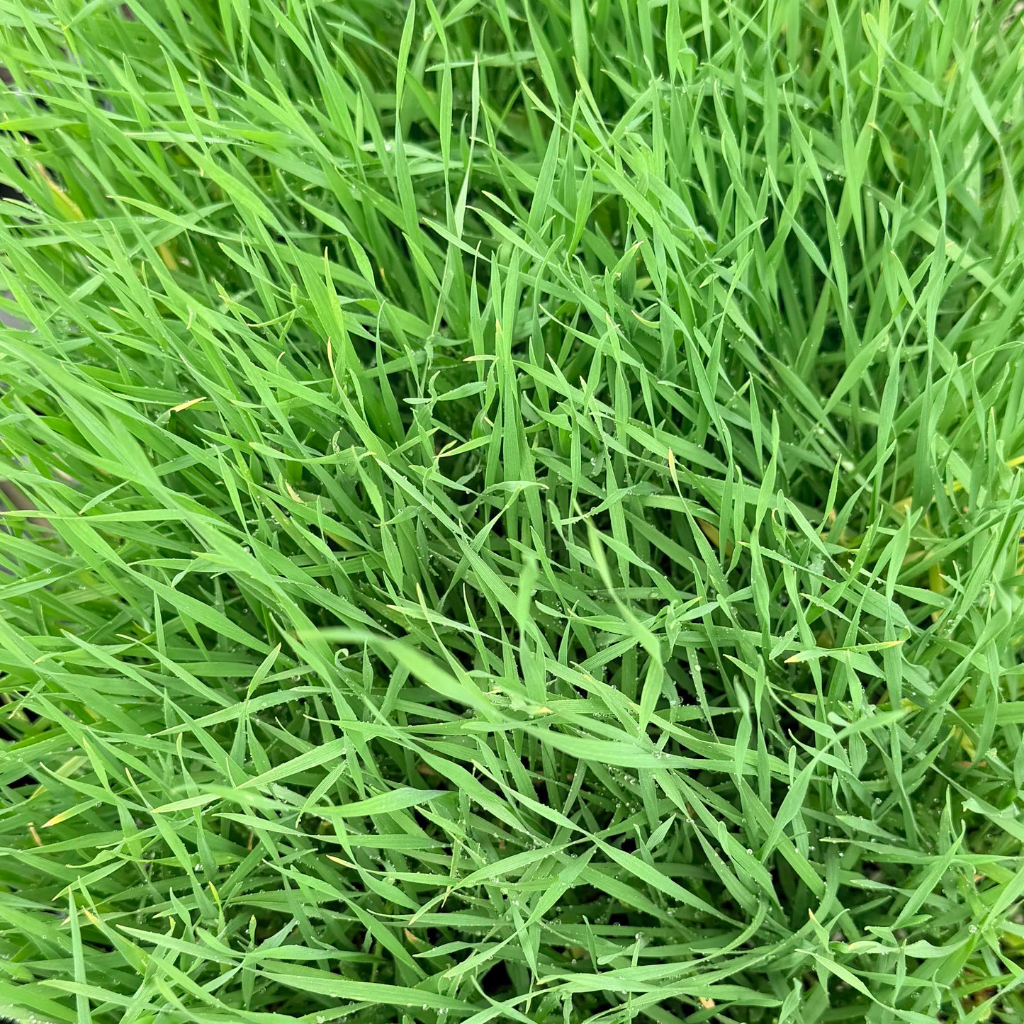 St. Augustine Grass