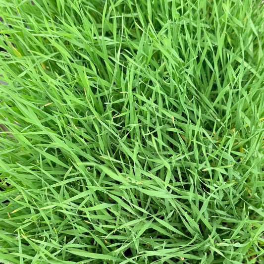 St. Augustine Grass