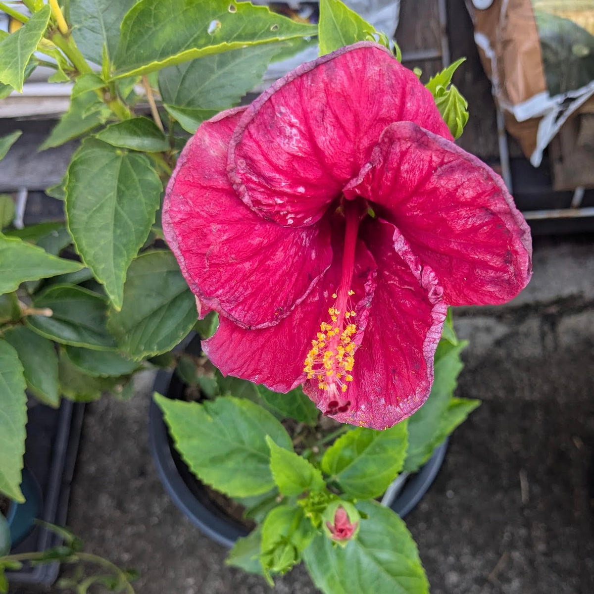 Hibiscus rosa-sinensis ʻDO St. Maartenʻ