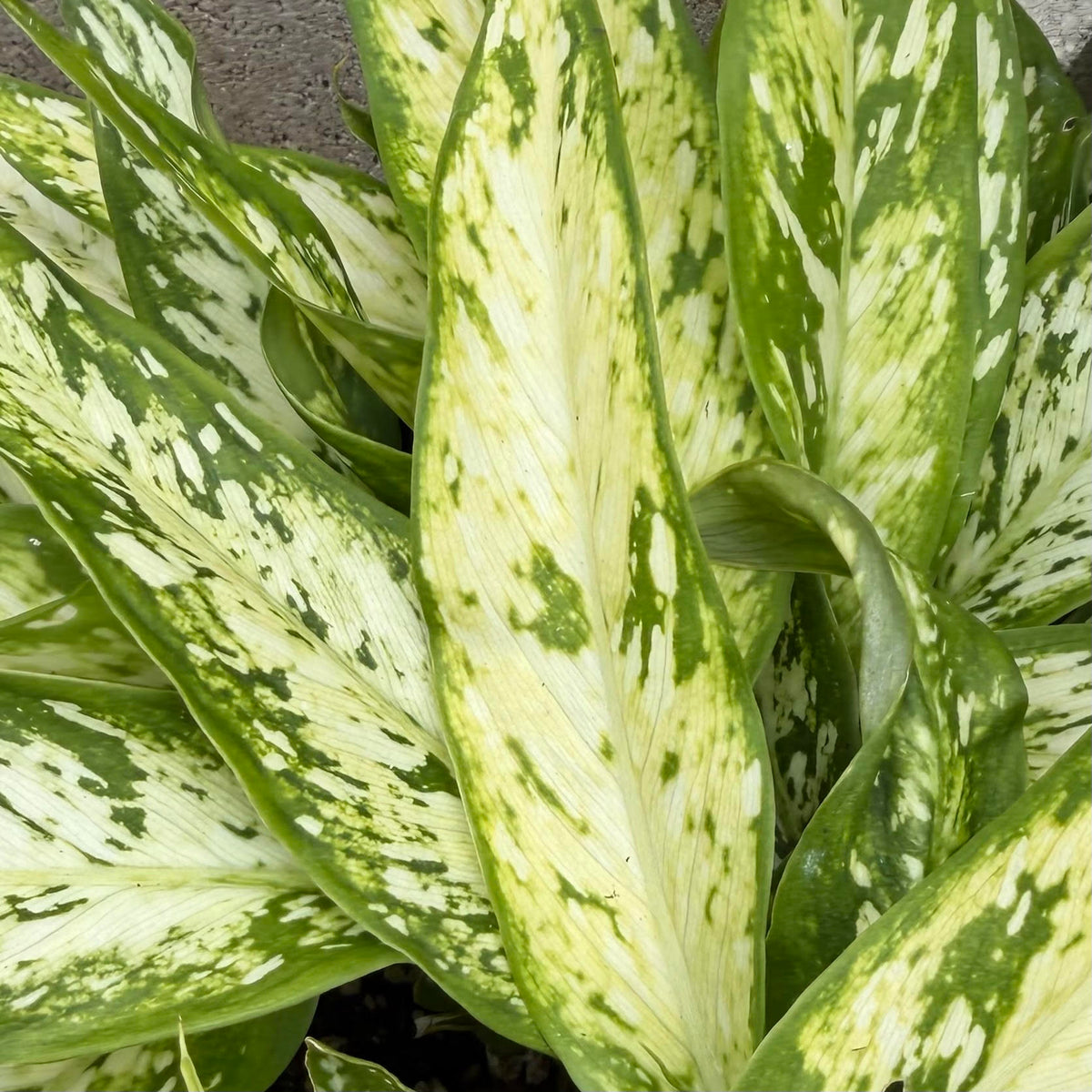 Dieffenbachia ʻStar Brightʻ