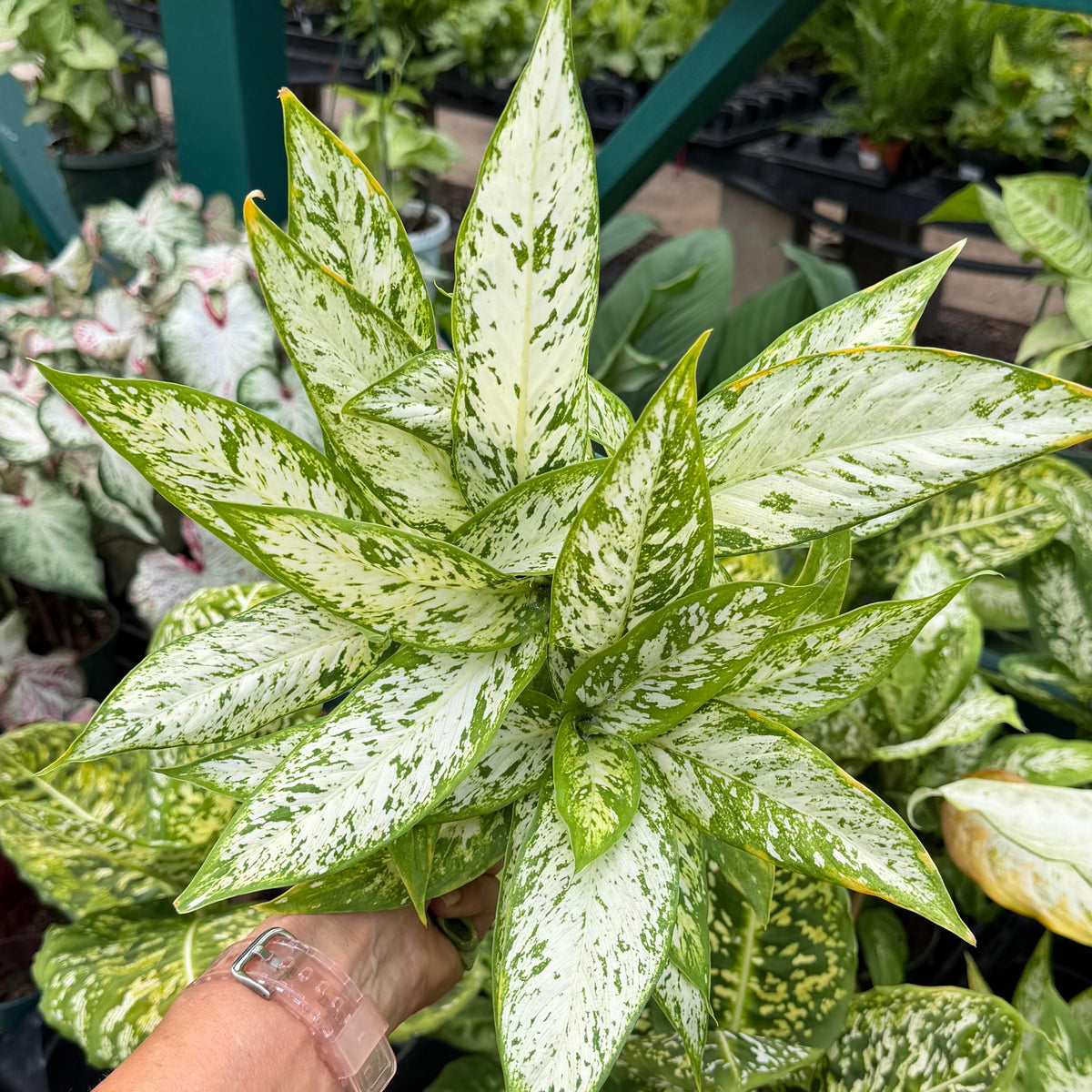 Dieffenbachia ʻStar Brightʻ