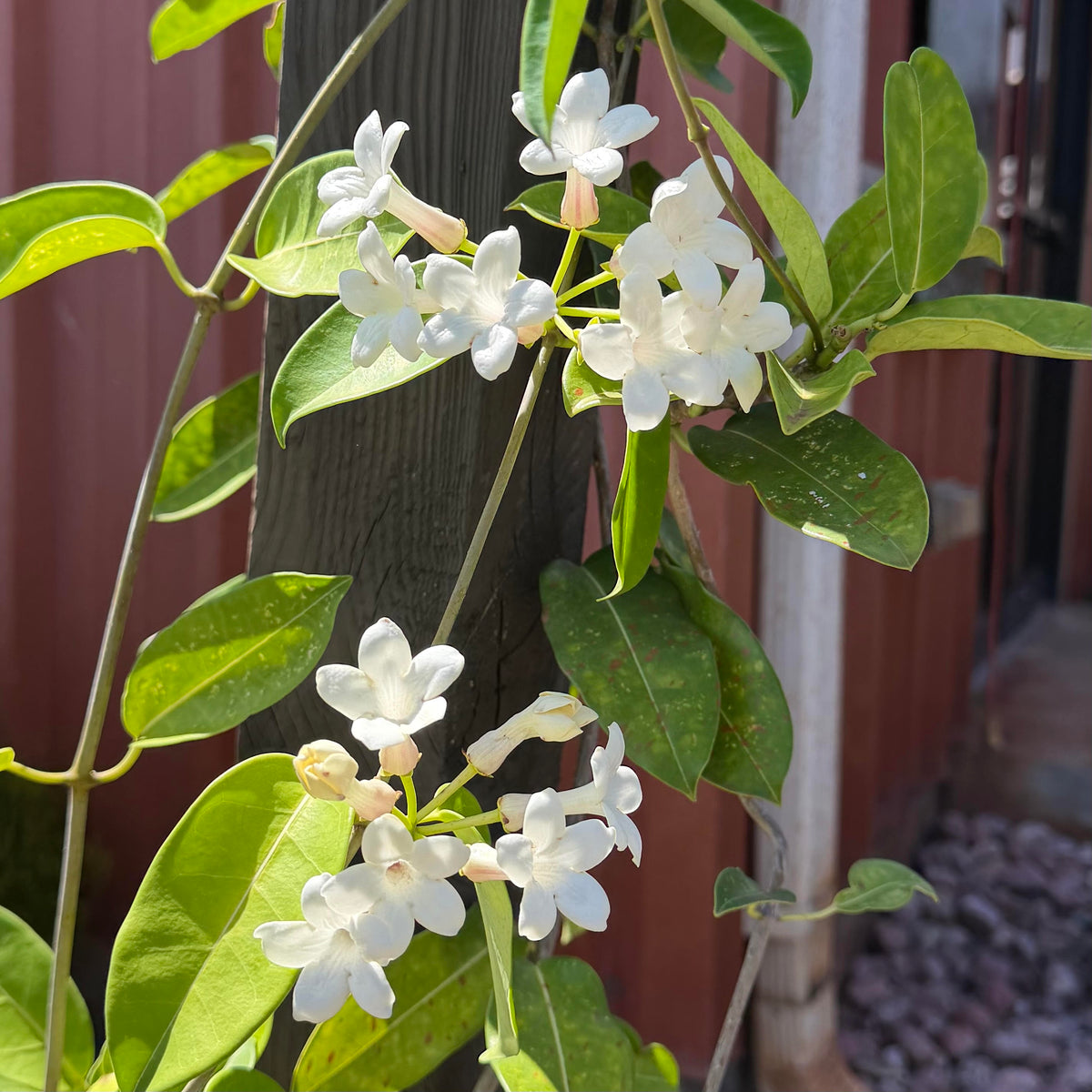 Stephanotis
