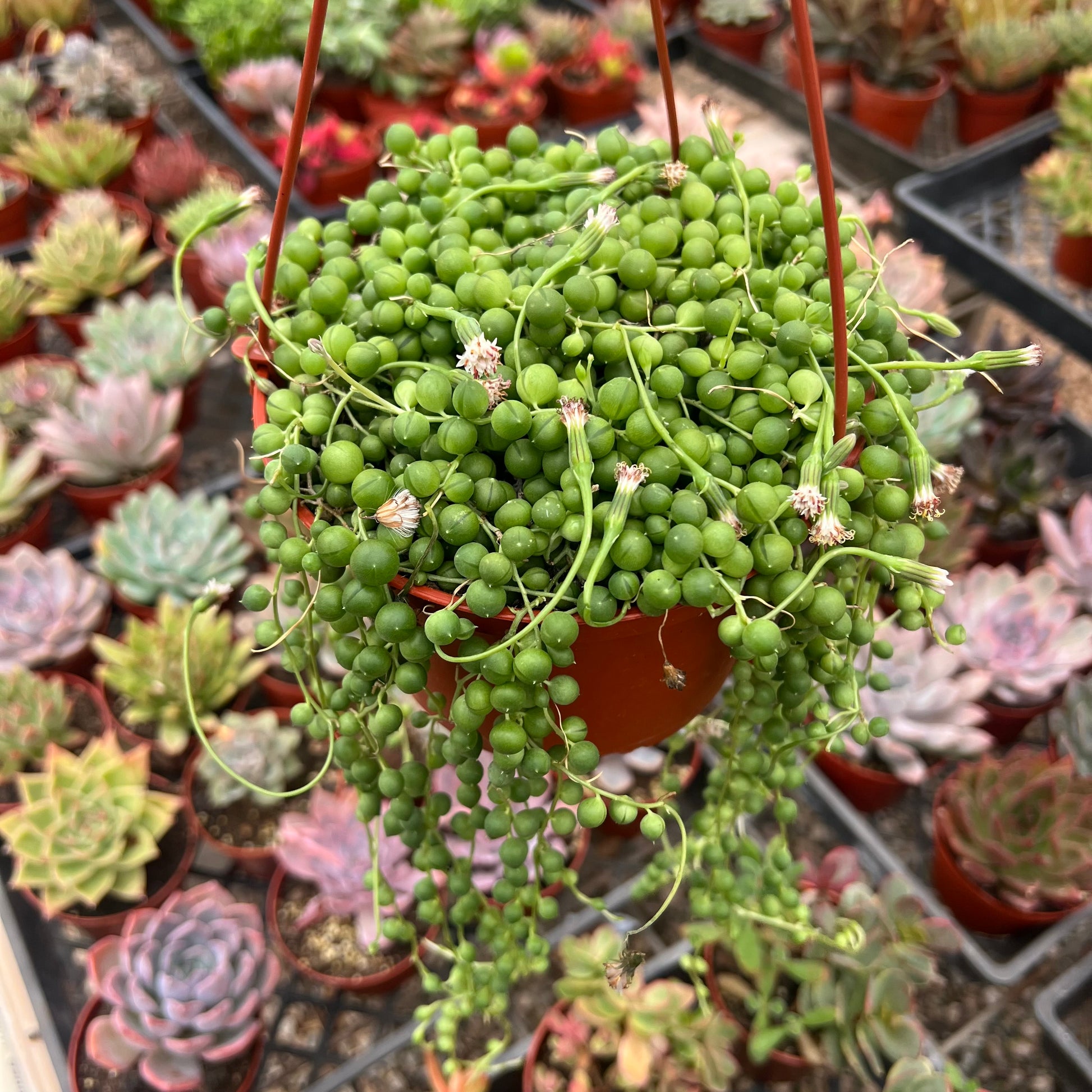 pearl plant succulent Senecio rowleyanus 'String of Pearls'