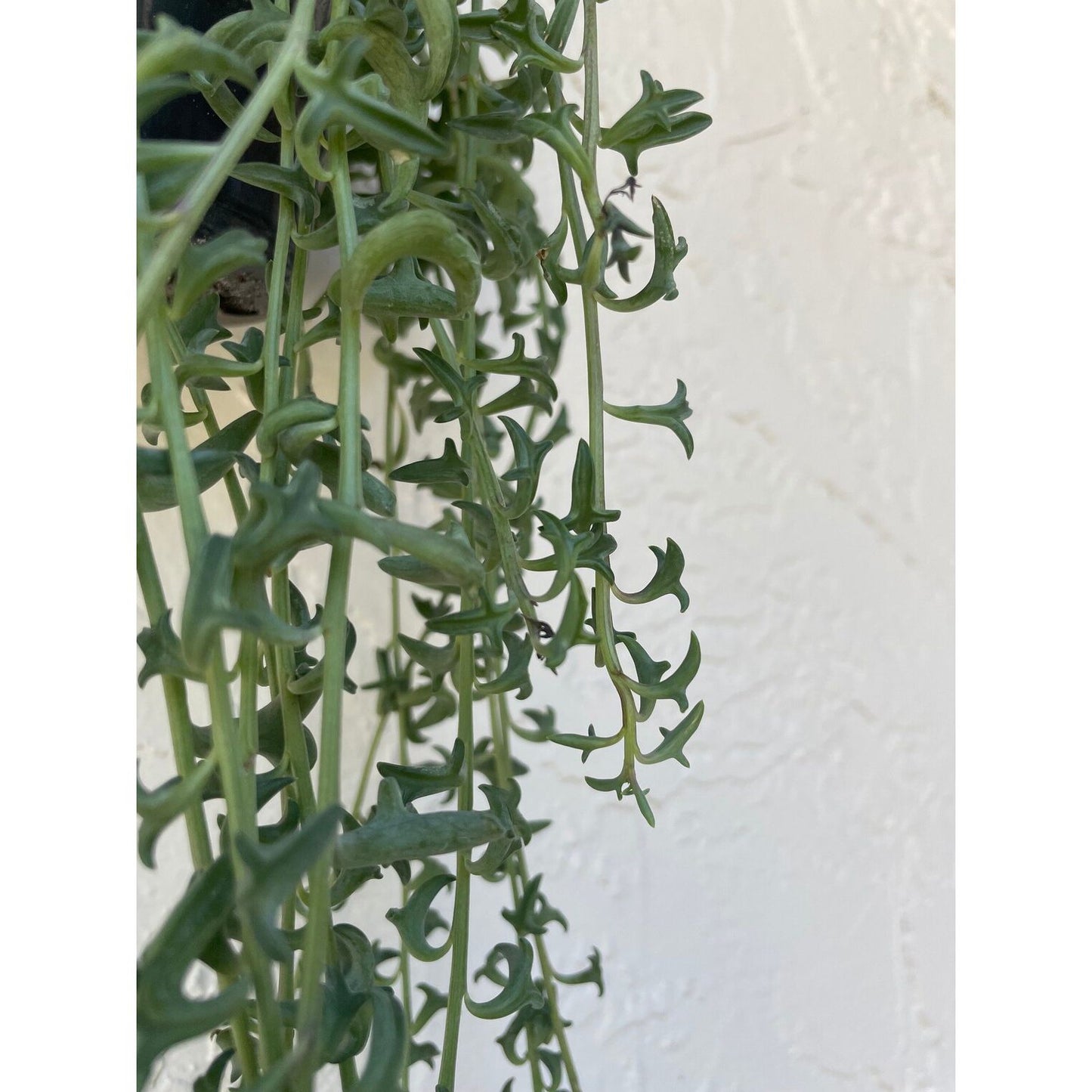 Senecio peregrinus, "String of Dolphins"