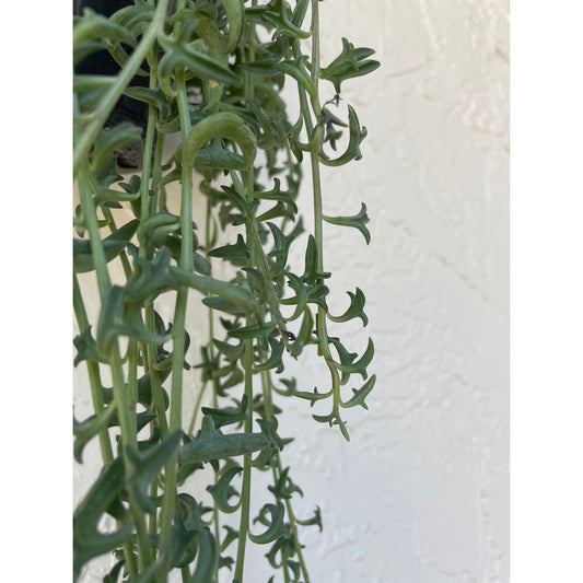 Senecio peregrinus, "String of Dolphins"
