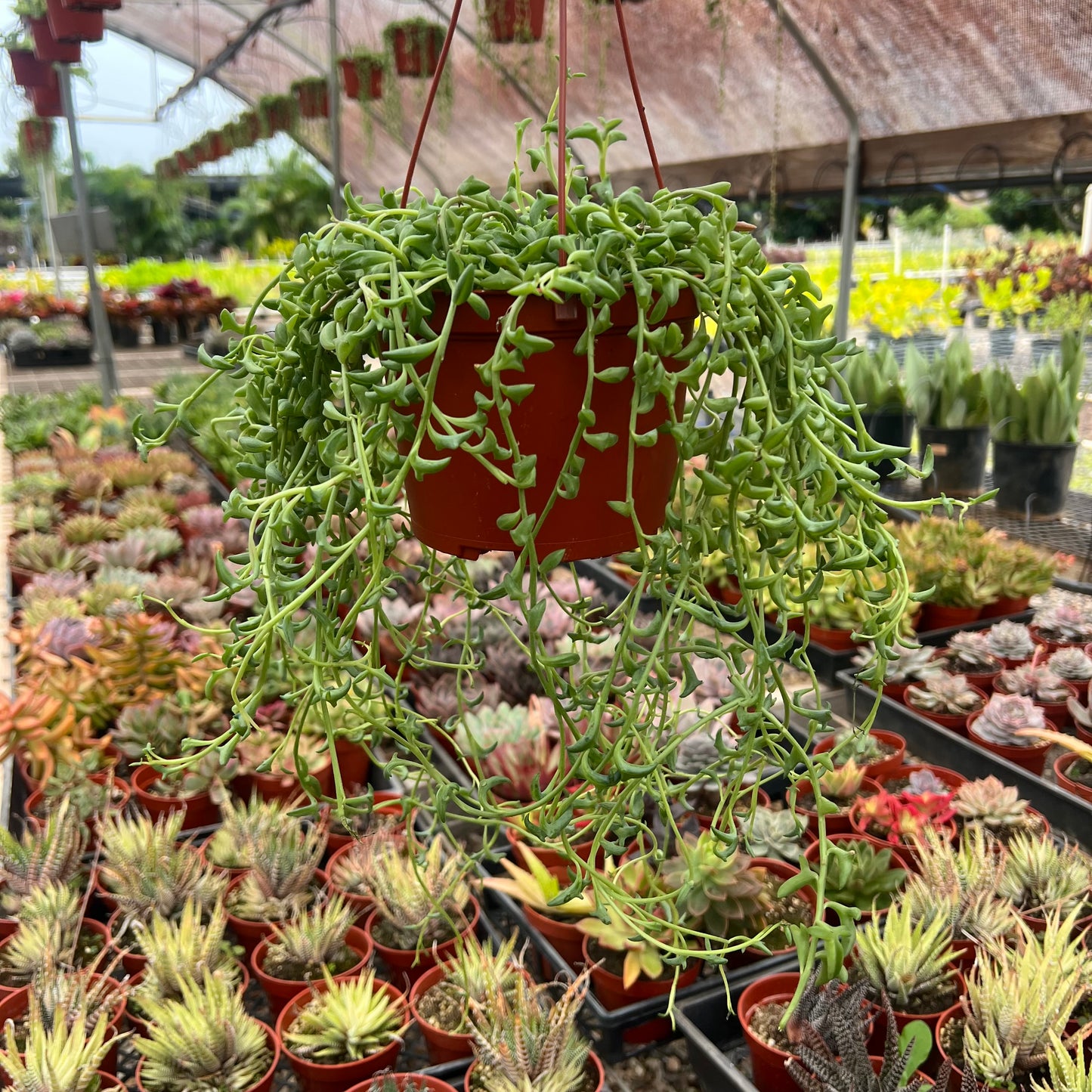 Senecio peregrinus, "String of Dolphins"
