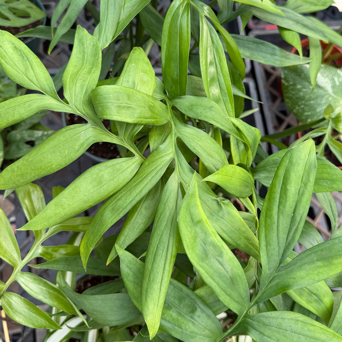 Monstera subpinnata