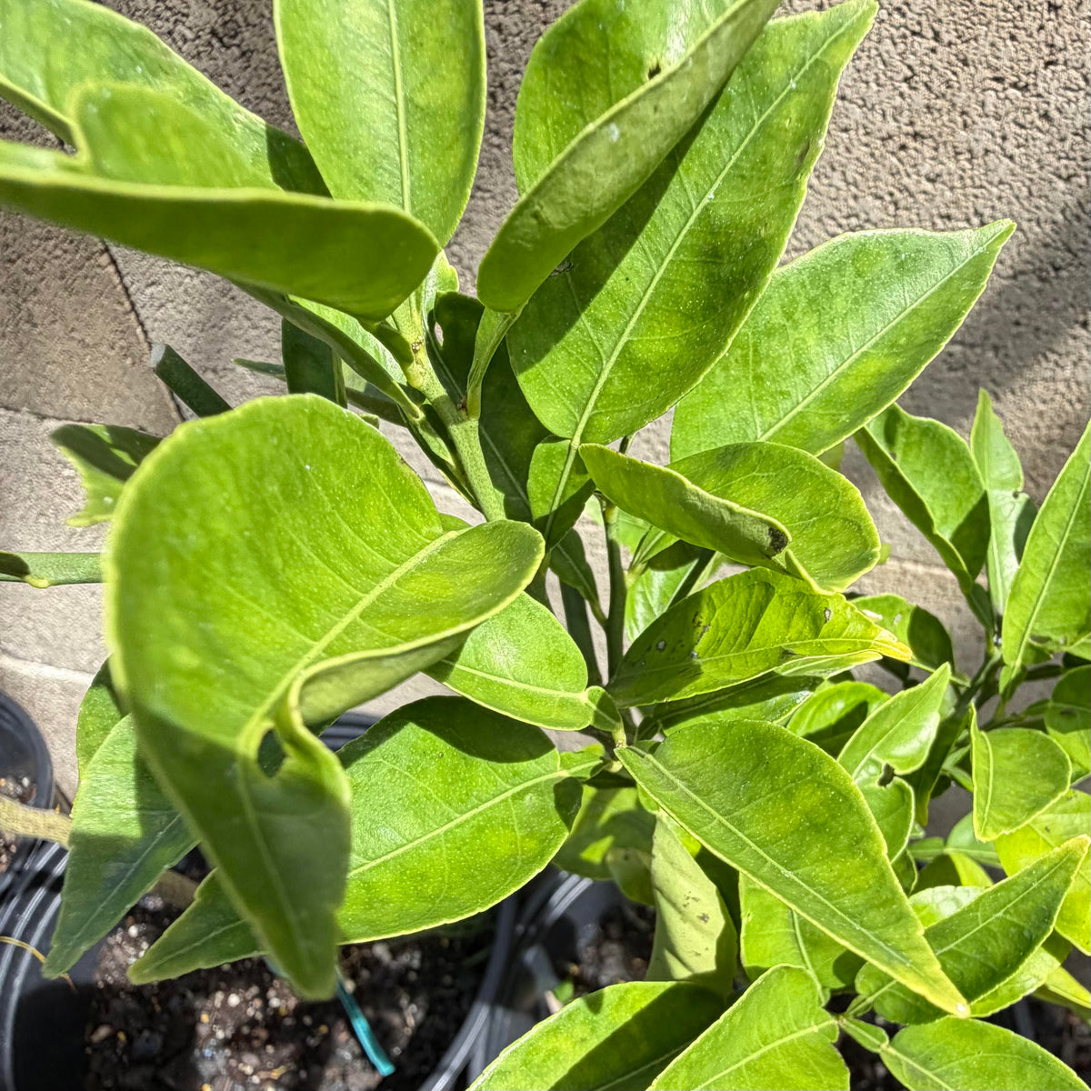 Sudachi Lime